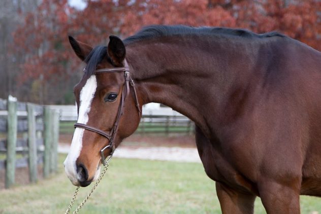 15.3 warmblood mare 11 yrs
 2'6 packer deluxe 